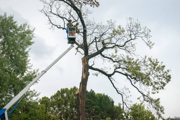 Tree Branch Trimming in Harrisburg, PA